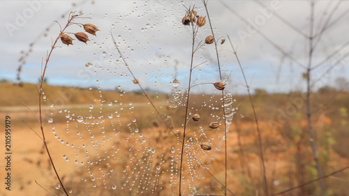 Landscape photo of a spiderweb with water droplets