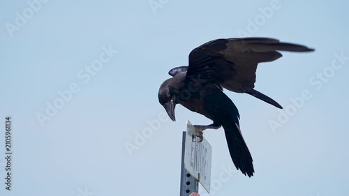 Raven with fishing line on its feet, perched on a sign as it looks around.
