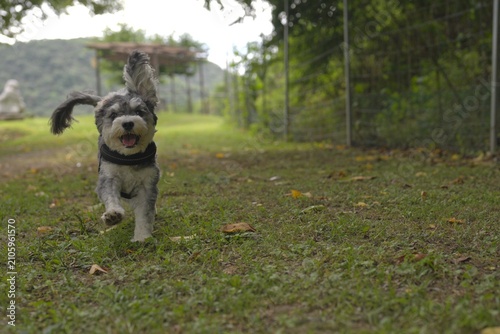Canvastavla 走ってくる犬