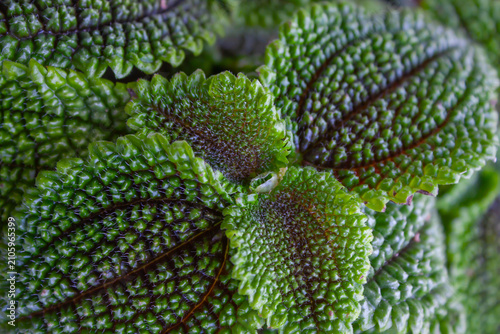 Obraz na płótnie Close-up of the textured leaves of Pilea mollis, Moon Valley.