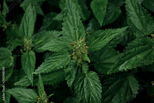 Фотография Fresh stinging nettle leaves and flowers in dense green foliage