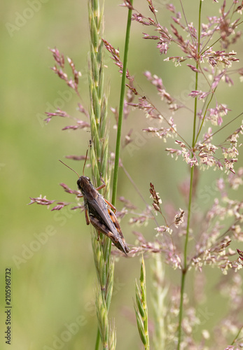 Red-legged Spar-throated Grasshopper on  Creeping Bentgrass in Haliburton, Ontario