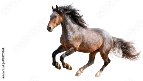 Quadro su tela Isolated beautiful dappled horse with flowing mane and tail running gracefully,