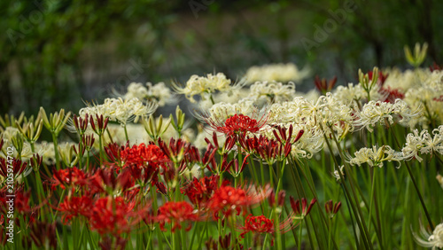 Fotografía Red and White Spider Lilies Blooming Together