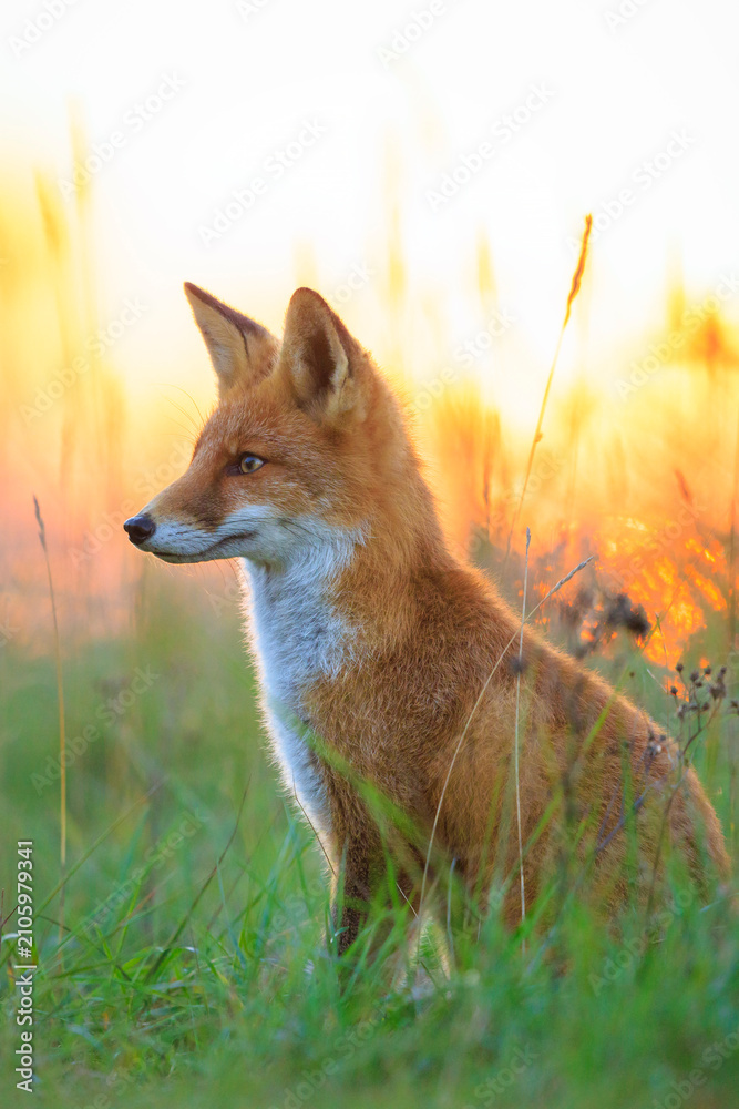 Fototapeta premium Wild red fox vulpes vulpes during sunset