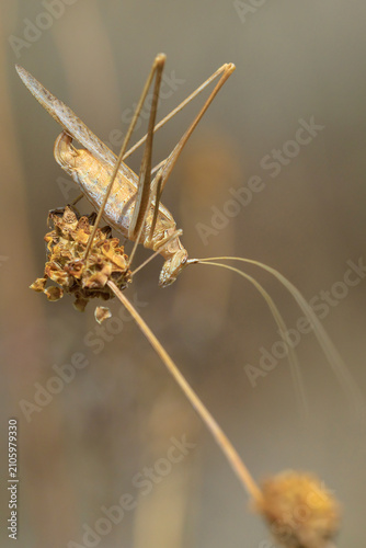 Fotografía Tylopsis lilifolia, lily bush-cricket, resting in vegetation