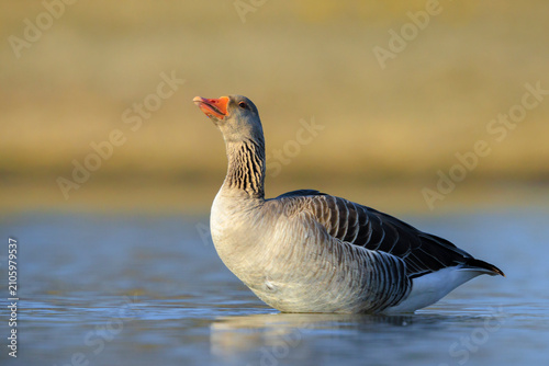 Photos Greylag goose Anser Anser cleaning