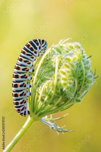 Caterpillar of a Old World swallowtail also common yellow swallowtail butterfly, Papilio machaon, feeding