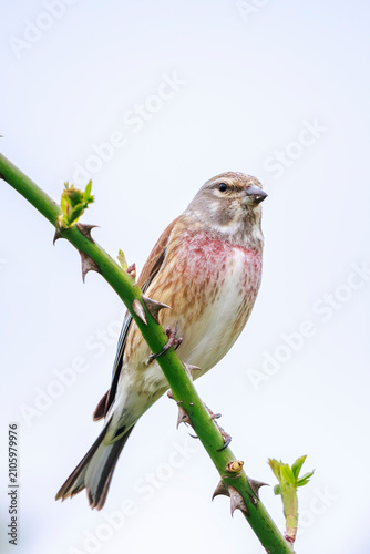 Konstfotografi Linnet male bird, Carduelis cannabina singing white background high key