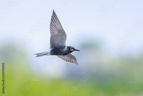 Black tern, Chlidonias niger, in flight hunting