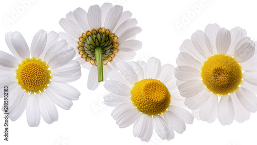 Foto Isolated white daisy flowers with yellow centers, one flower viewed from behind,