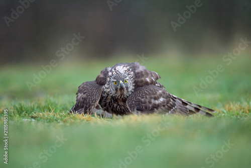 Konstfotografi Northern Goshawk crouching on meadow and staring directly at camera