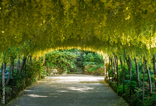 Obraz na płótnie Golden yellow blossoms cascade from the historic Laburnum Arch in Conwy, North W