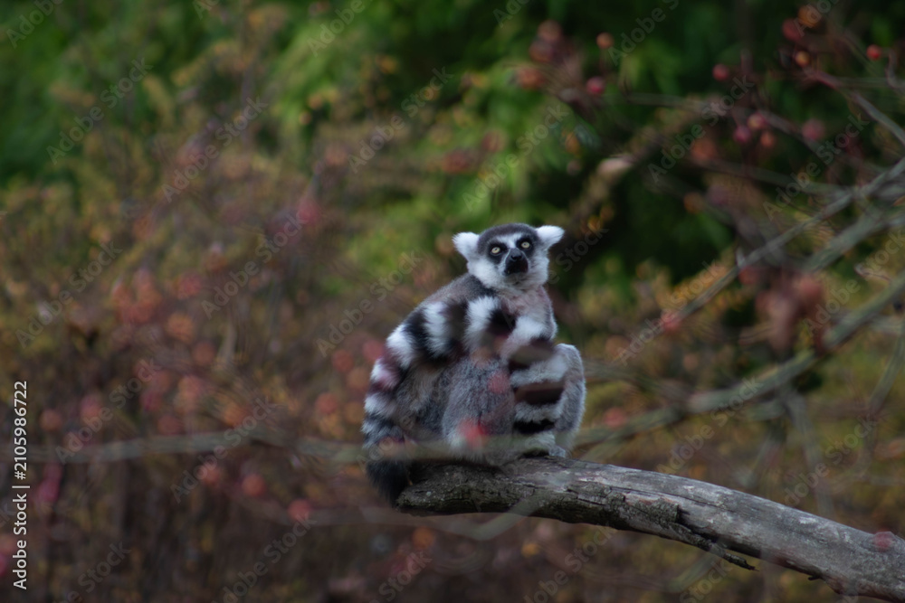Fototapeta premium ring tailed lemur looking from the trees - Lemur Catta is an endangered species that comes from the island of Madagascar