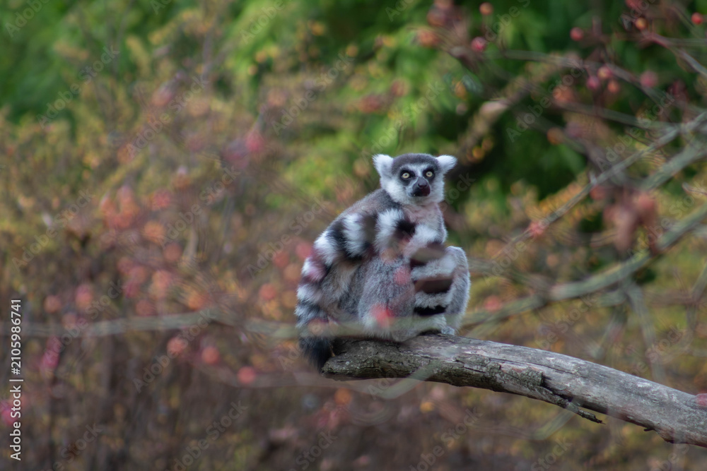 Fototapeta premium ring tailed lemur wrapping it's tail in a circle - Lemur Catta is an endangered species that comes from the island of Madagascar