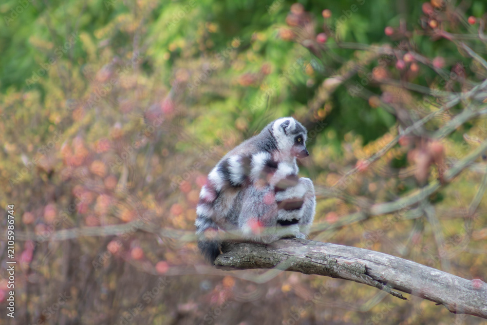 Fototapeta premium ring tailed lemur making a circle with its tail - Lemur Catta is an endangered species that comes from the island of Madagascar
