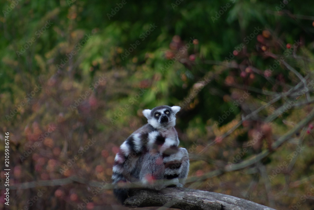 Fototapeta premium a curuios ring tailed lemur - Lemur Catta is an endangered species that comes from the island of Madagascar