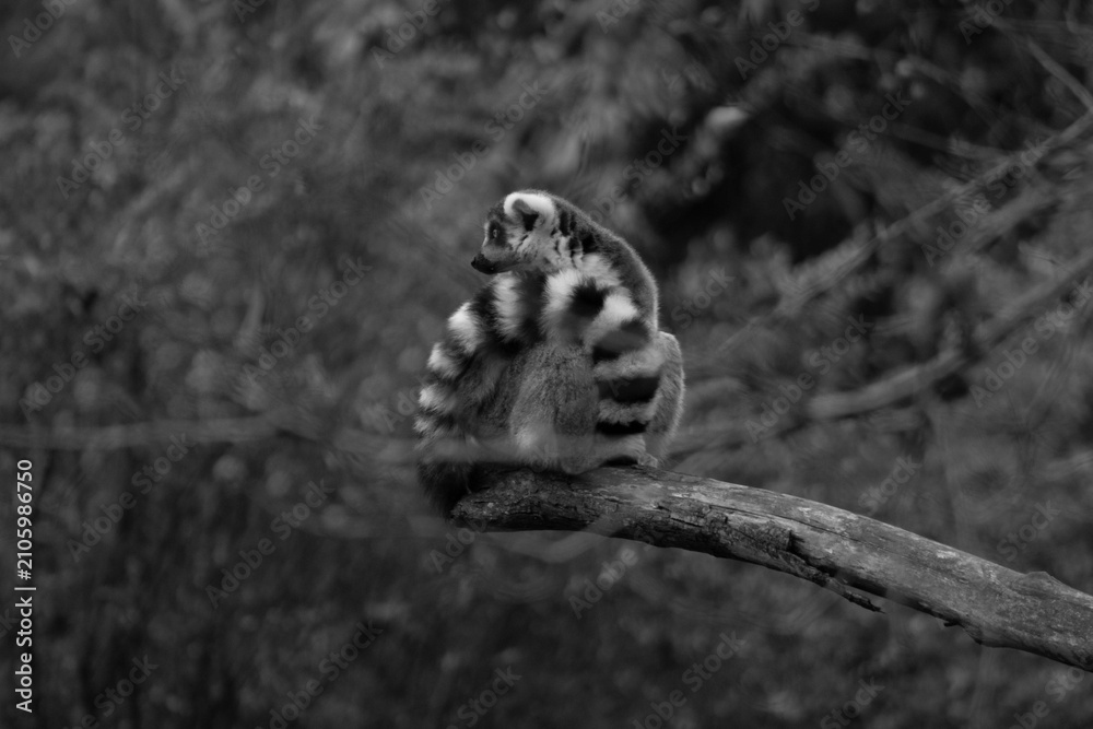 Fototapeta premium ring tailed lemur - Lemur Catta is an endangered species that comes from the island of Madagascar
