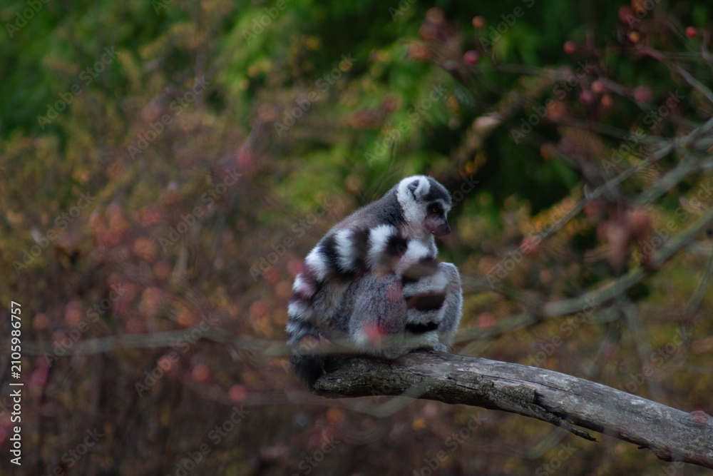 Fototapeta premium ring tailed lemur - Lemur Catta is an endangered species that comes from the island of Madagascar
