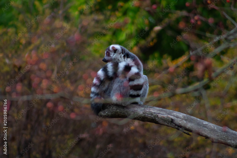 Fototapeta premium ring tailed lemur in the trees - Lemur Catta is an endangered species that comes from the island of Madagascar