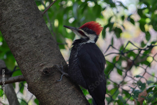 Canvastavla female Pileated Woodpecker in a tree - Dryocopus pileatus - native to north amer