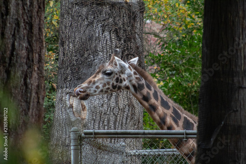 Photography giraffe by a tree