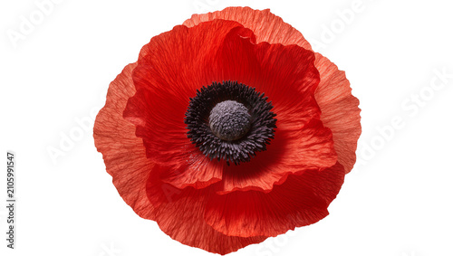 Fotografía Isolated vibrant red poppy flower with delicate petals and detailed texture, ele