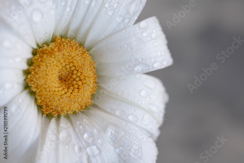 Konstfotografi Extreme Macro of White Daisy Petals with Water Droplets