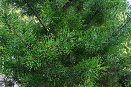 Fotografía Pine needles bathe in dappled sunlight