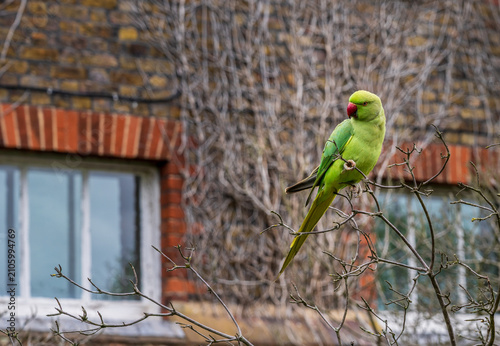 Obraz na plátně A vibrant green ring-necked parakeet sits on a garden twig in front of a classic brick residential townhouse in Greenwich London England