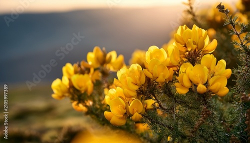 Close Up Of Vibrant Yellow Gorse Flowers In A Natural Landscape
