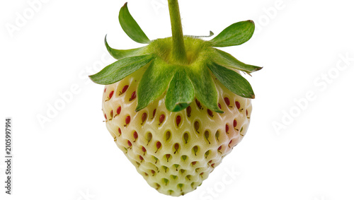 Isolated fresh unripe white strawberry, a unique and unusual fruit with red seeds