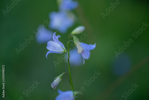 Foto Macro close-up of blue bell wildflowers on a soft green background