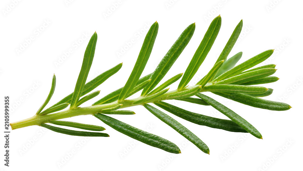 Fototapeta premium Isolated fresh green rosemary sprig aromatic culinary herb ingredient for cooking dishes
