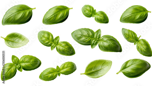 Isolated fresh green basil leaves and sprigs, aromatic healthy culinary ingredient collection