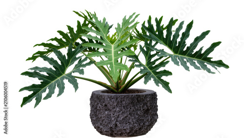 Quadro su tela Isolated mature Split-leaf Philodendron plant in unique dark textured pot, vibra