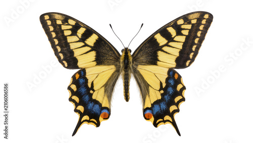 Canvas Print Isolated beautiful European swallowtail butterfly, vibrant yellow and black wing