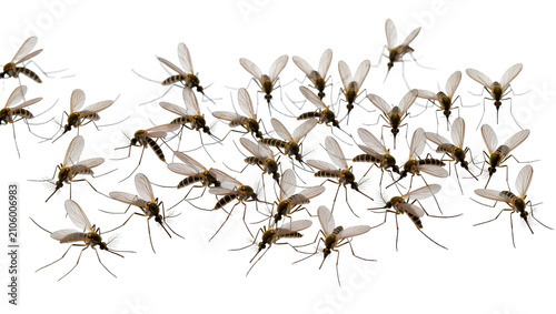 Foto Isolated common group of mosquitoes, irritating summer insect pests and disease