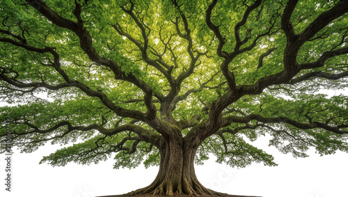 Fotografie Isolated majestic old growth tree with vibrant green leaves and strong intricate