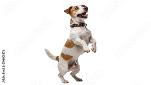 фотографія Isolated playful Jack Russell Terrier standing on hind legs, panting happily and
