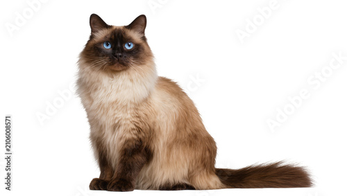Canvastavla Isolated elegant colorpoint cat with piercing blue eyes, long fluffy fur, sittin
