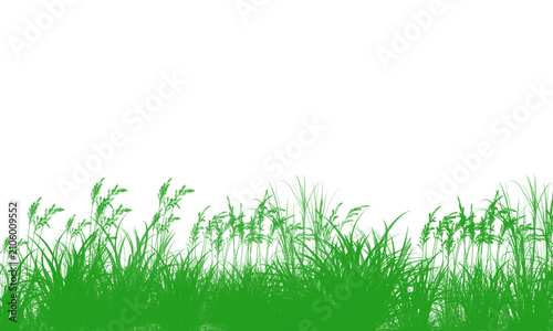 Картината върху платно Green grass blades and stalks on transparent background