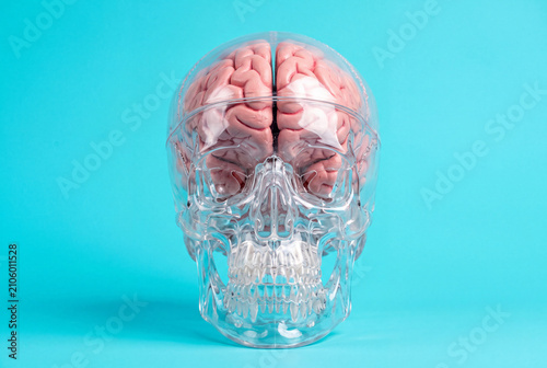 Close-Up Front View of Transparent Anatomical Skull with Visible Brain