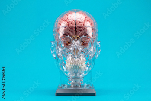 Transparent Anatomical Head Model Showing Human Brain, Front View