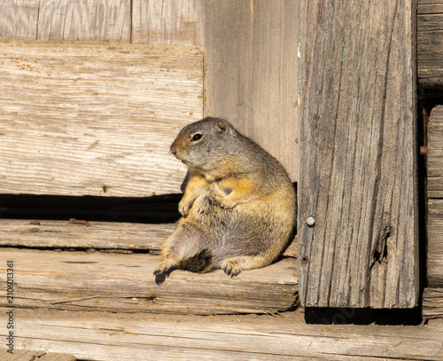 Quadro su tela Ground squirrel feeling lazy