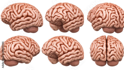 Canvastavla Isolated collection of human brain anatomical views for medical and scientific s