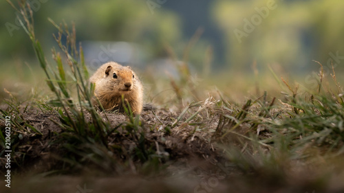 Konstfotografi Ground squirrel on alert