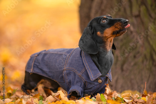 Fotografía Black and tan dachshund dog in a denim jacket sticking out tongue and teasing among fallen foliage by a tree against a blurred autumn forest, funny pet moment