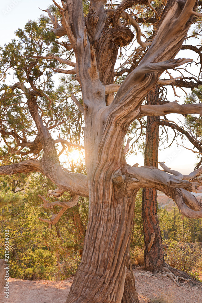 Fototapeta premium old oak tree