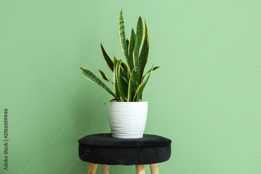 Fototapeta premium Beautiful sansevieria plant in wicker pot on stool near green wall